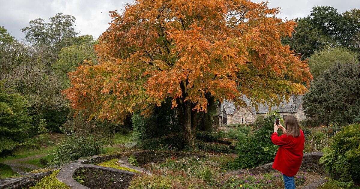 UK to have 'mixed bag' of autumnal displays and vegetable patches due to soggy yearThe National Trust