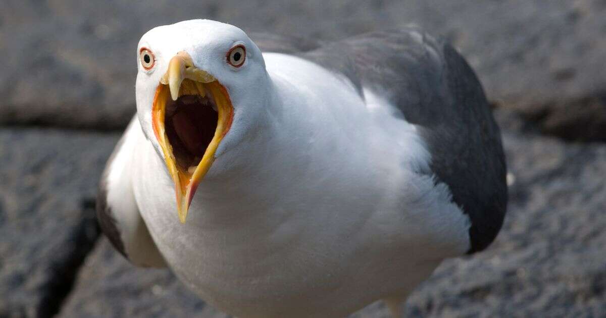 'Epidemic' of rowdy dive-bombing seagulls 'destroying mental health of people in historic UK town'Birds