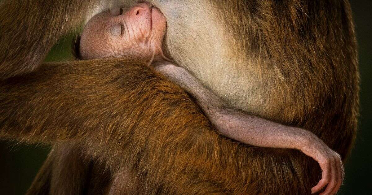 Stunning Wildlife Photographer of the Year entries as adorable macaque among winners