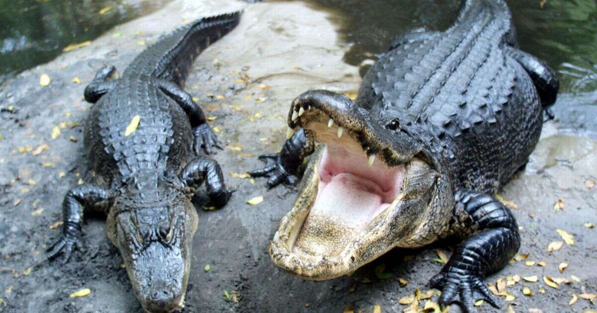 Terrifying alligator warning as Hurricane Milton to spark surge with beasts holding breath for hours