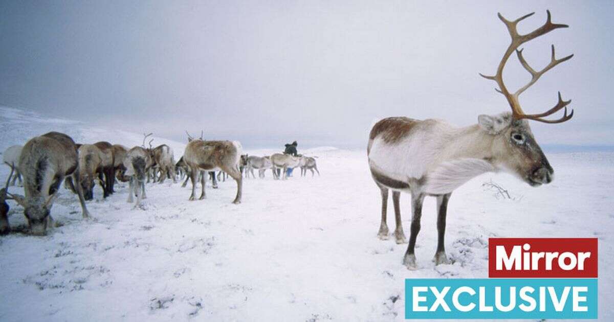 UK's barren arctic alpine zone where reindeer herds roam free