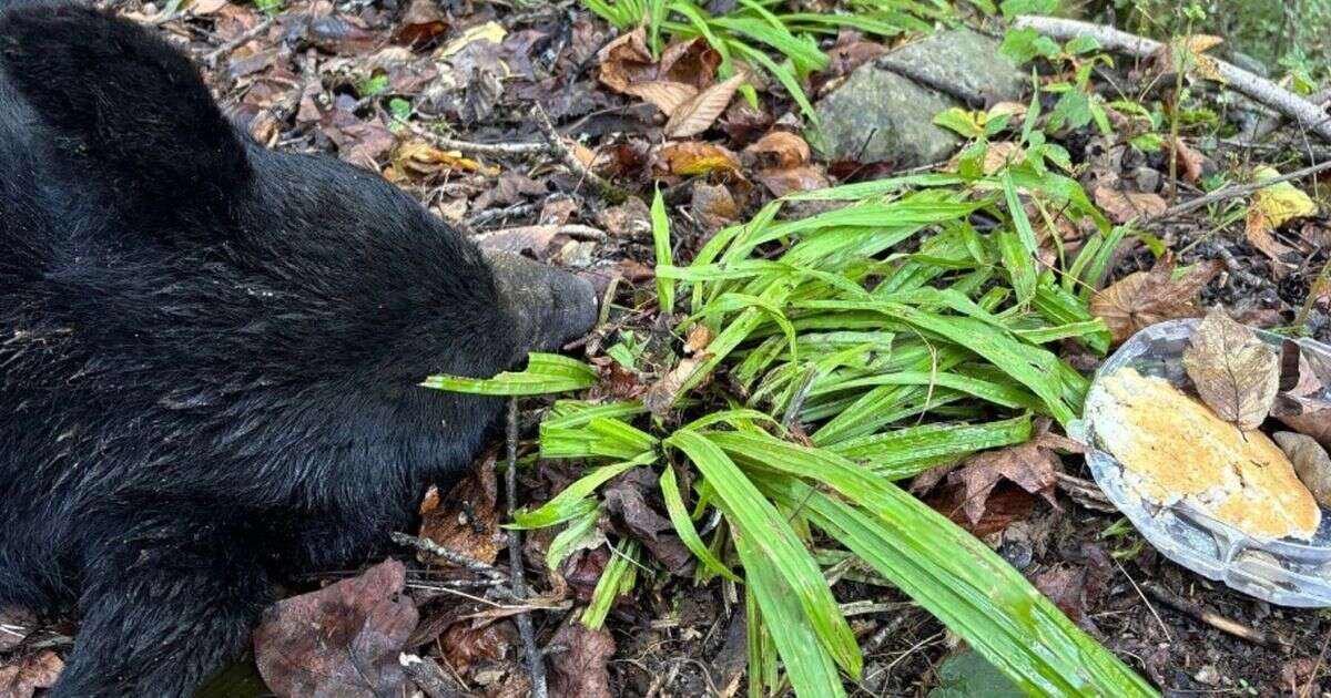 Black bear hit and killed while trying to eat pancakes by roadside in tragic photo