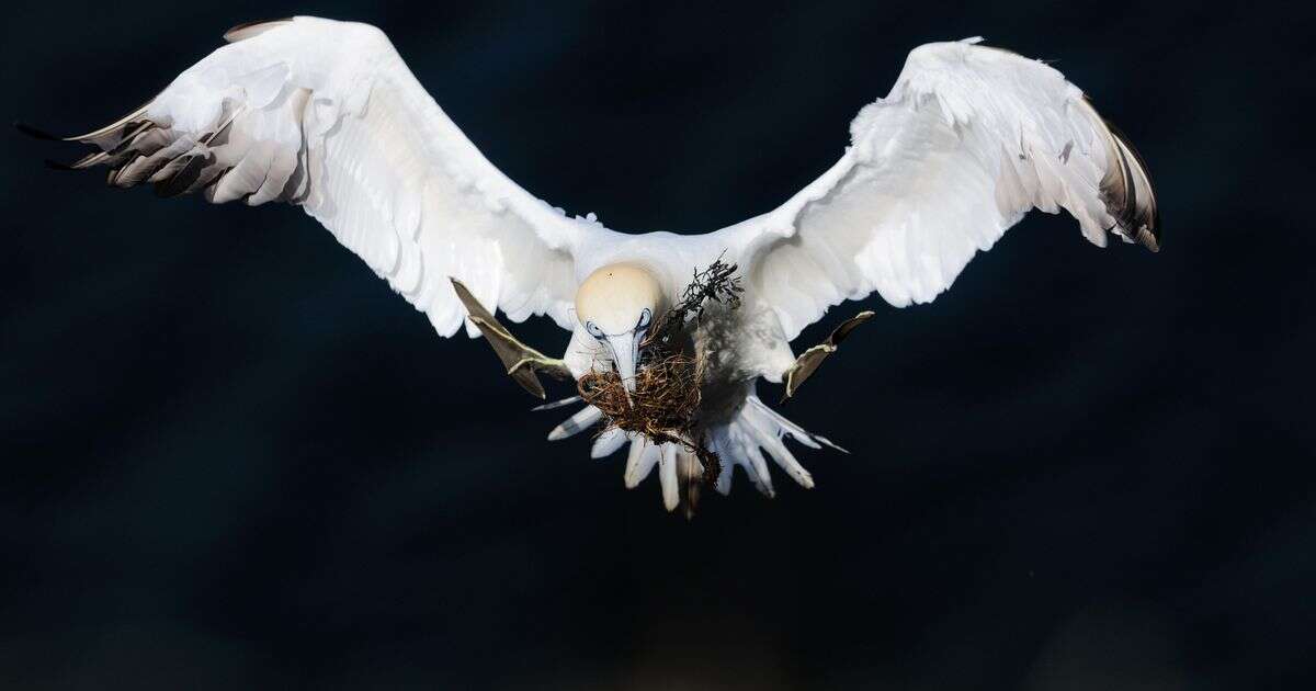 Incredible photos of rarely seen UK animals captured for new TV series