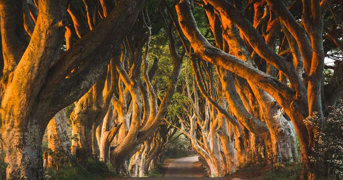 Remote road featuring spooky trees made famous by Game of ThronesGame of Thrones