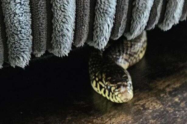 Family 'terrified' to discover snake's head poking out of sofa – then came the rest