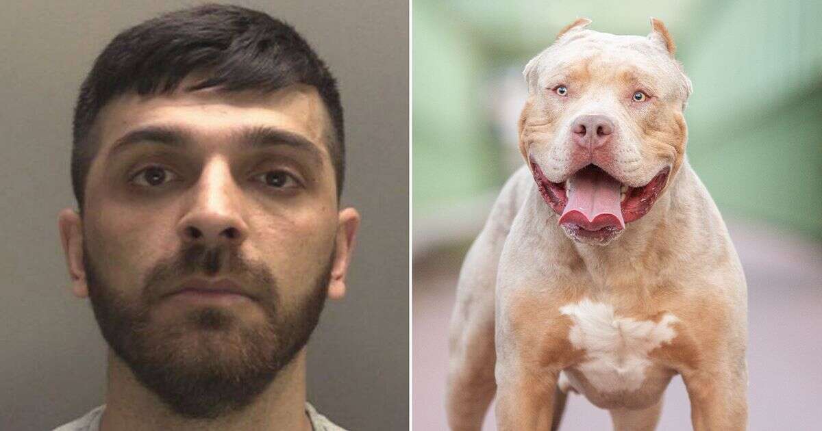 Girl, 3, bitten in face by pitbull in severe mauling outside pub as owner jailedDog attacks