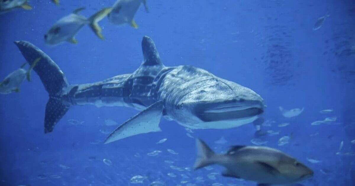 Aquarium slammed as star 'whale shark' isn't all it seems to be