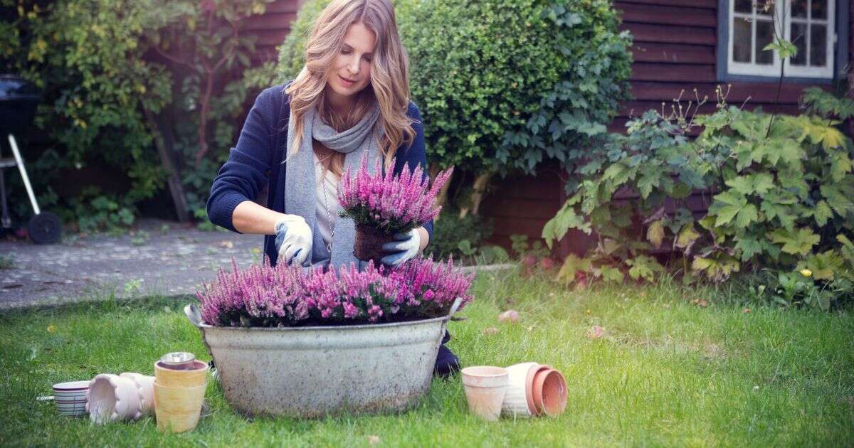 Best winter bedding plants to add a splash of colour to your garden