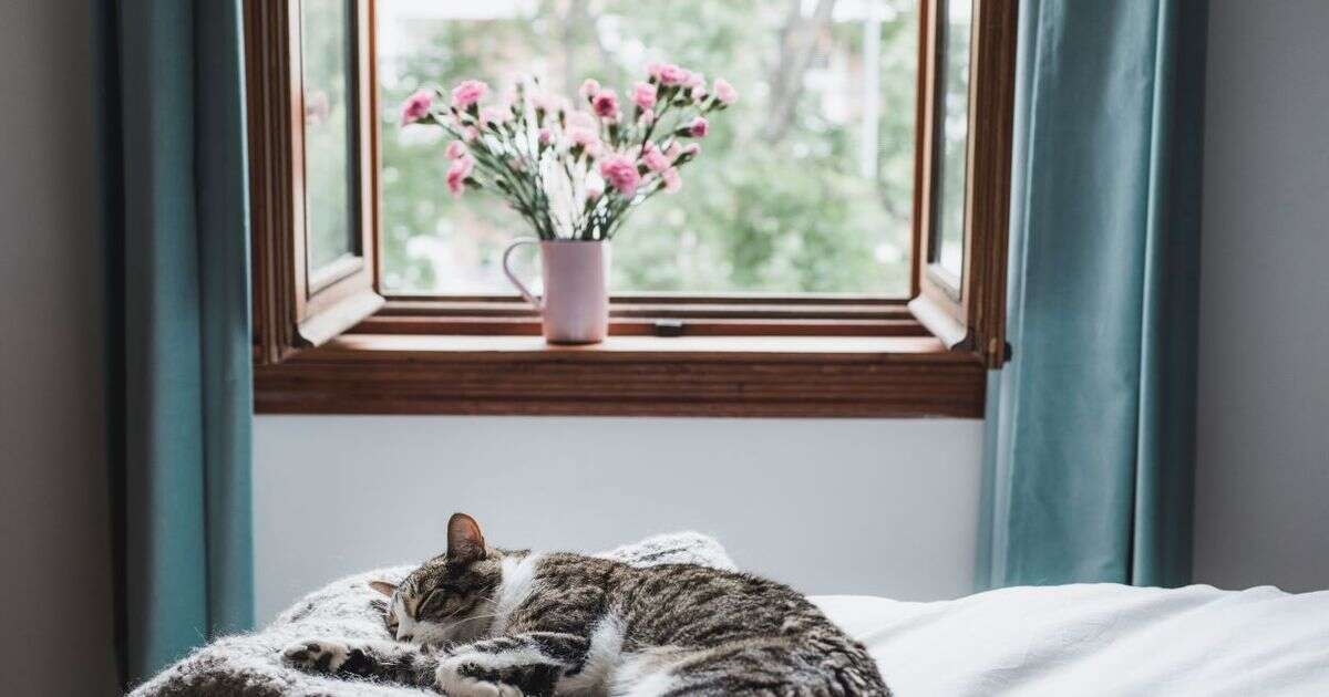 Exactly how many days pet owners should go between wash their bed linen