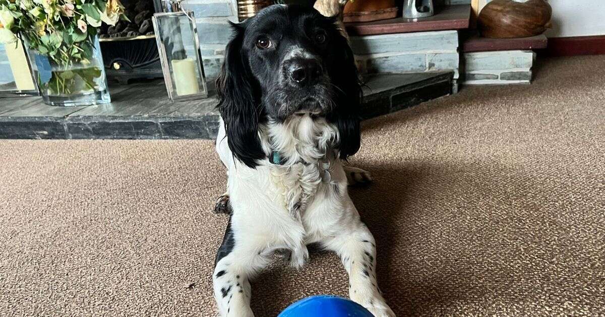 The £25 indestructible dog toy that even our shopping expert's springer puppy can't chew through