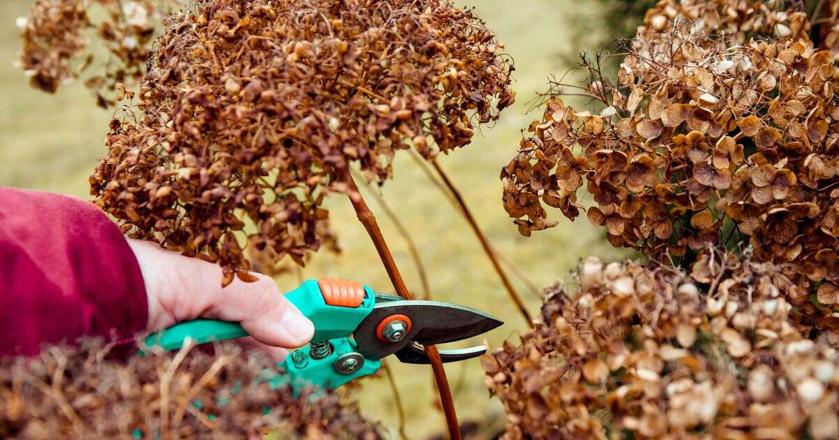 Monty Don's urgent pruning warning to anyone with specific garden plants