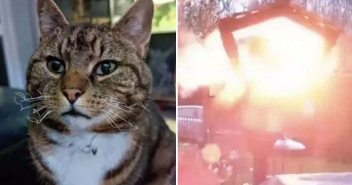 Shock moment cat is ‘blown up’ remotely after jumping into neighbour’s bird feeder