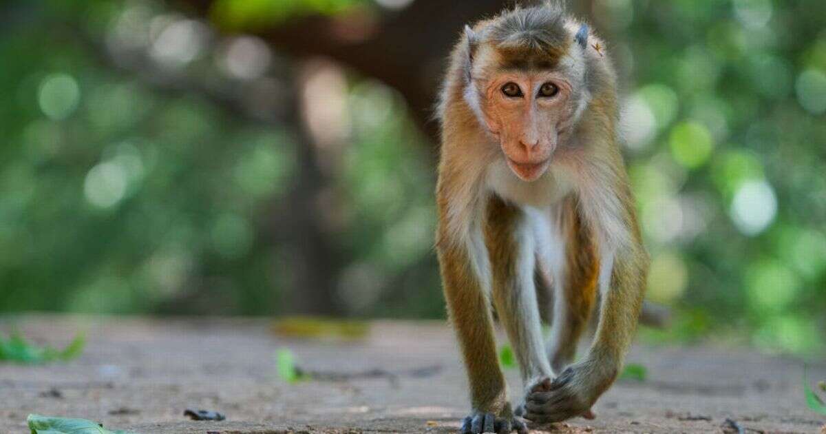 Monkeys break into power station and cause electricity outage for 22m people