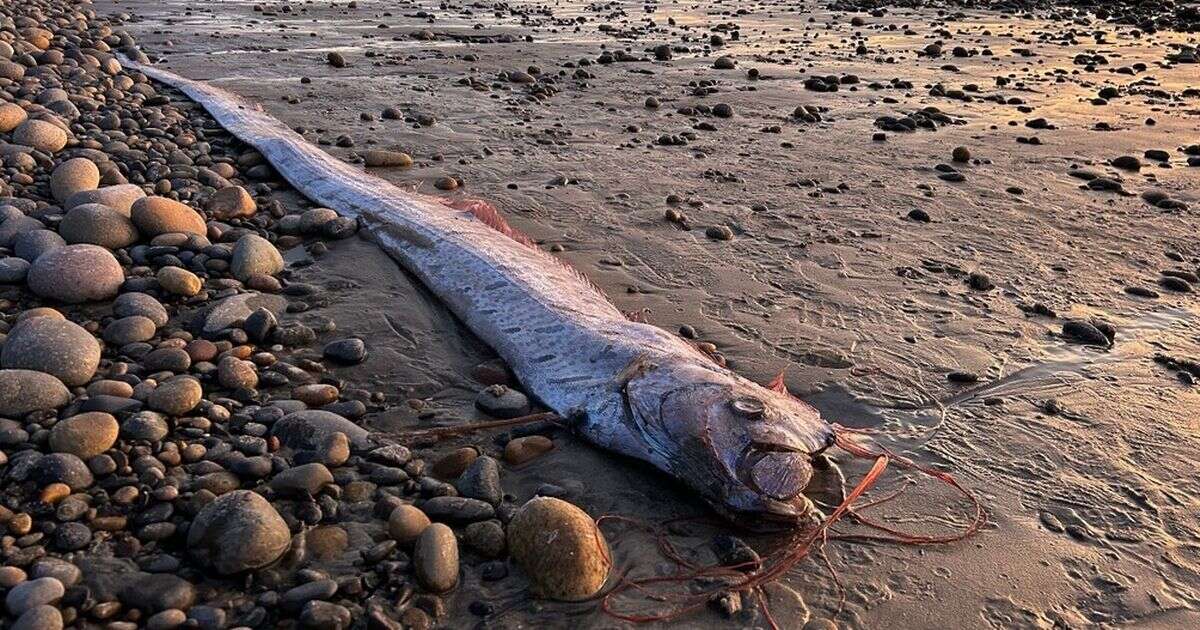 Terrifying fish washes up on Canary Islands beach and people say same thing