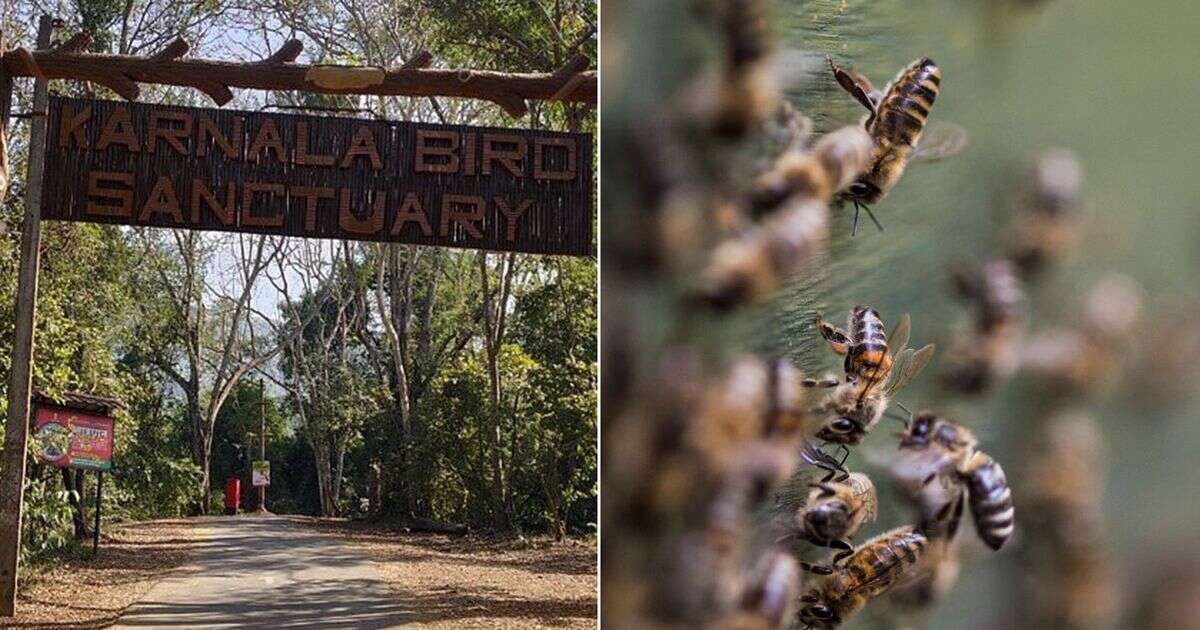 Tourist dies after killer bee attack while visiting bird sanctuary with family