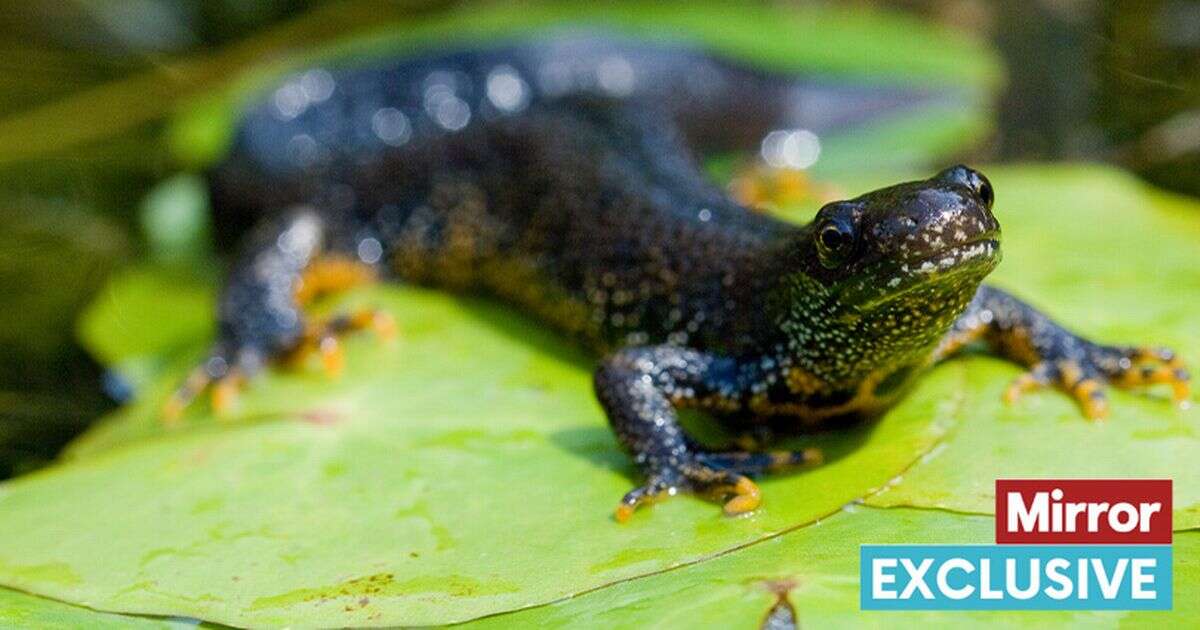 Ministers urged to back plan for saving newts without headaches for builders