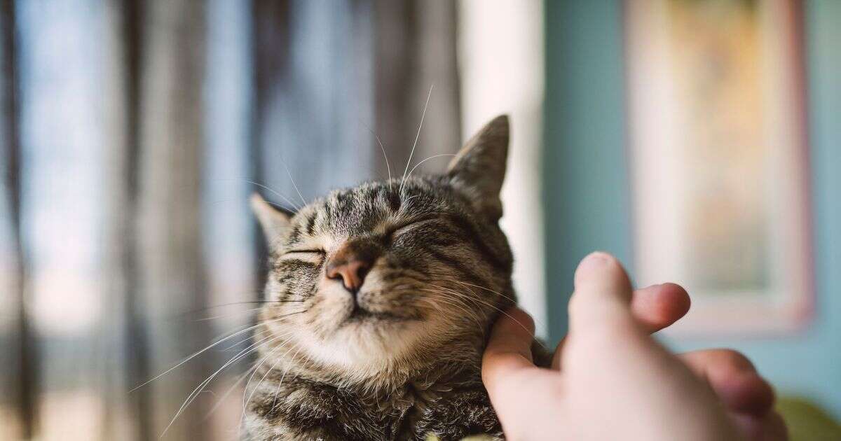 Cats have 'right to sexual self-determination' judge rules as sobbing man apologises to pet in court