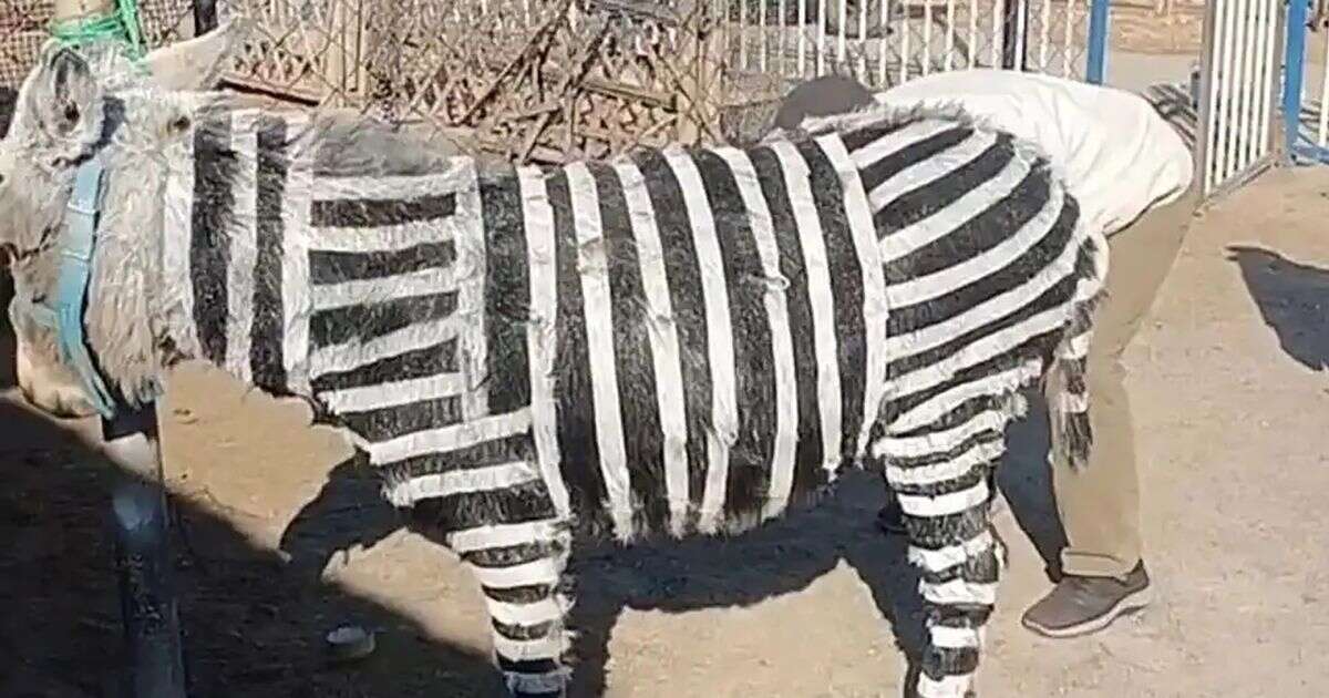 China zoo slammed after painting donkeys black and white like zebras