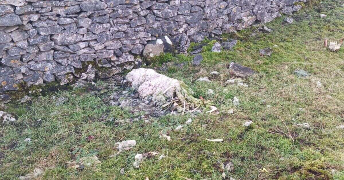 Stunned student discovers graveyard of mutilated sheep sparking big cat fears