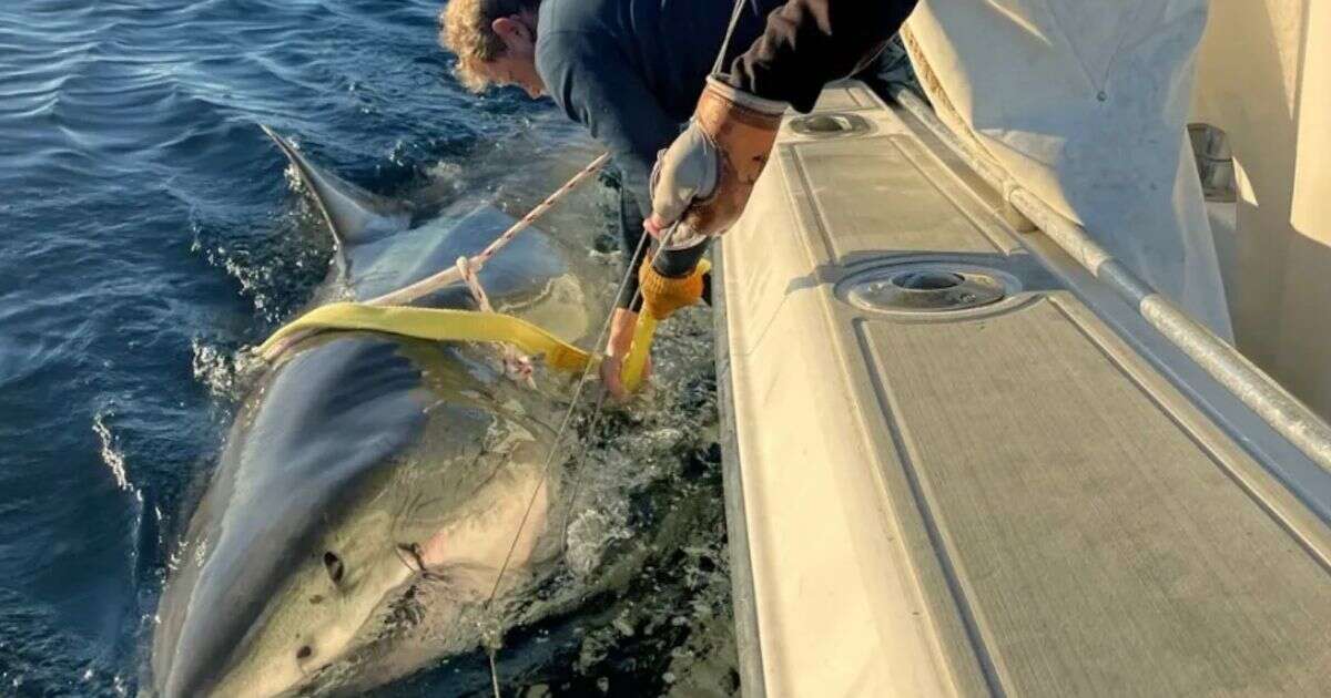 Monster shark off holiday hotspot is largest male great white ever tagged