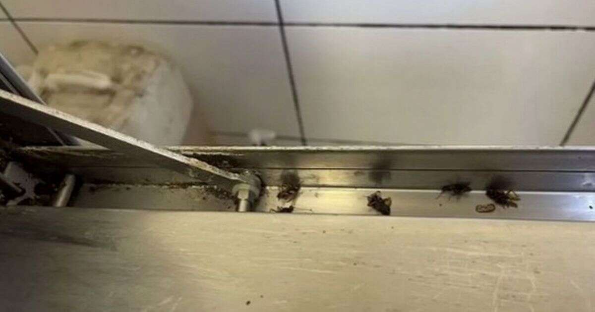 Horror at London restaurant as customer spots cockroach - then inspectors find hundreds