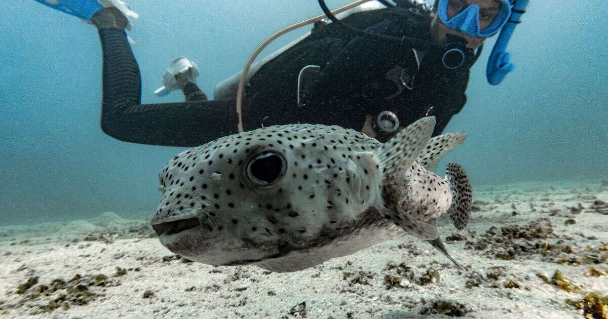 World’s most famous fish's winning quality attracts tourists from far and wide