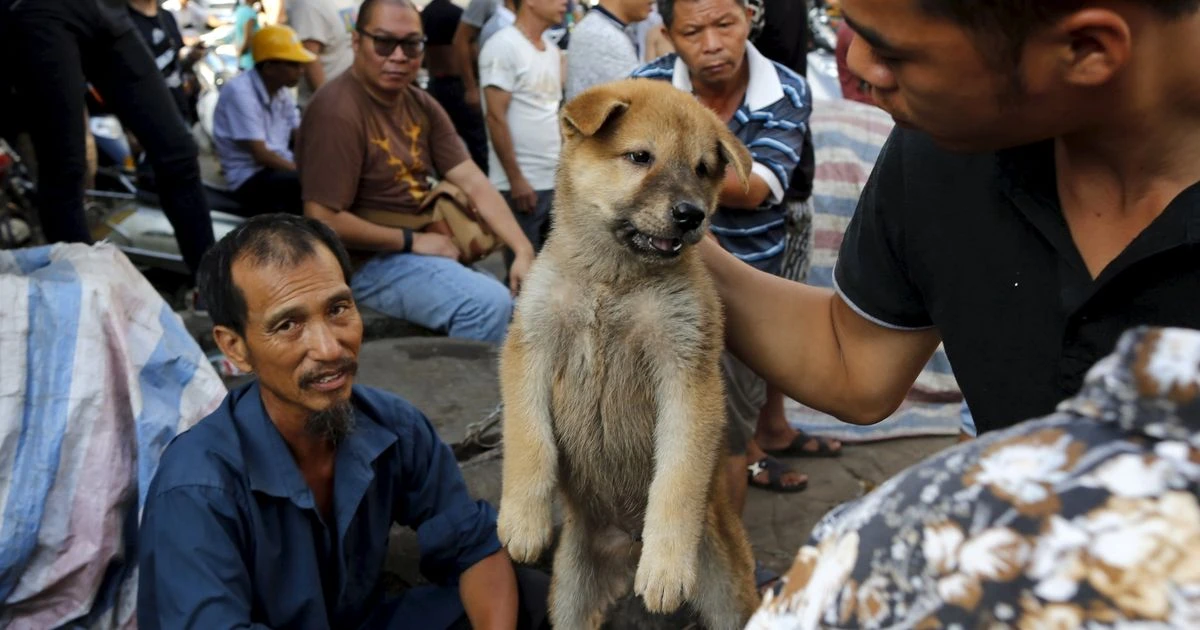 Dog meat festival kicks off in China despite outcry - with 5,000 to be butchered