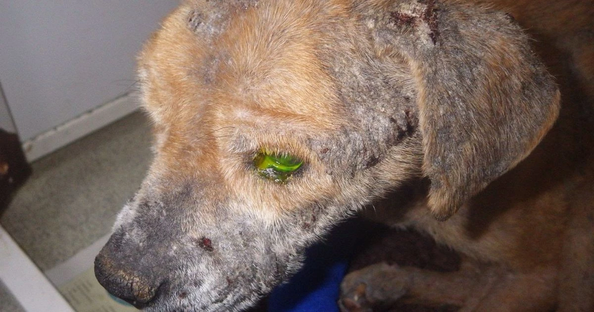 Elderly terrier found cowering in dirt dangerously underweight suffered awful neglect