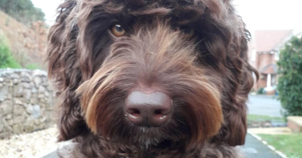 'Amazing' therapy dog helps save woman thinking of taking her own life on motorway