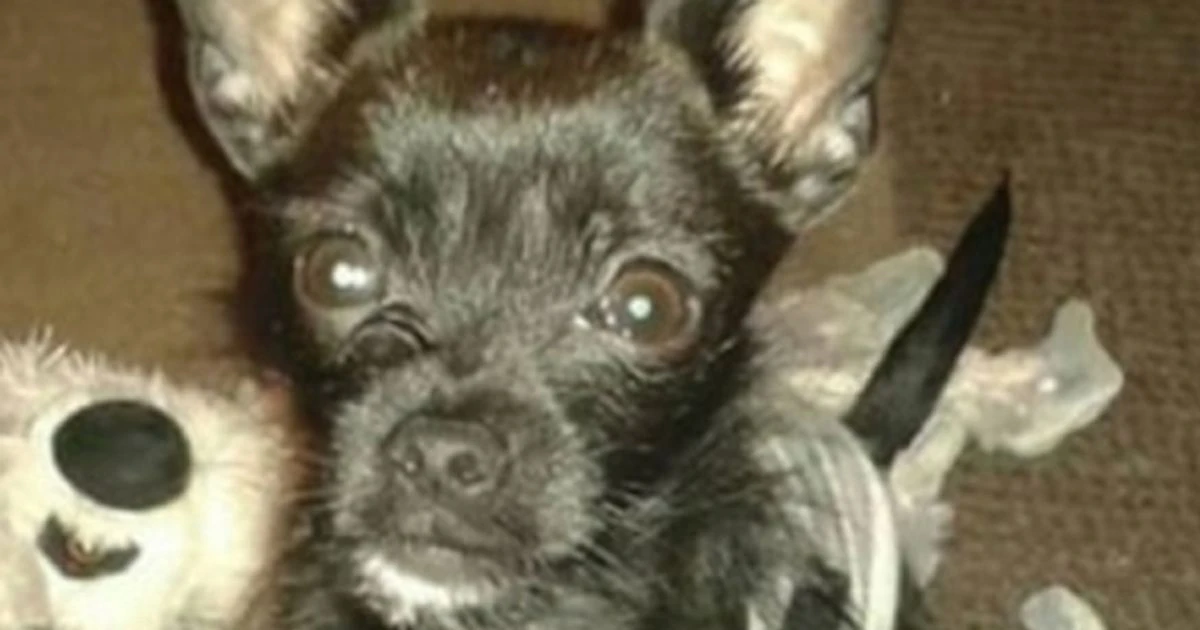 Tiny dog with loud bark saves lives of dad and daughter in horrifying house fire