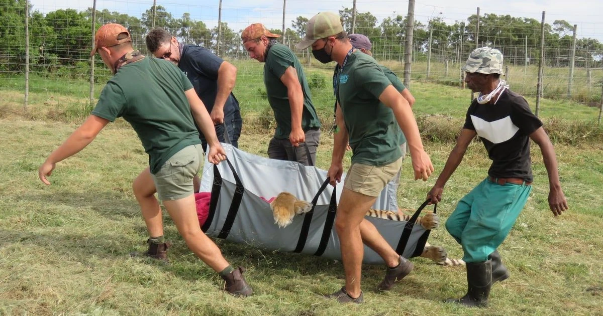 Zookeeper mauled to death by Siberian tiger when electric fence was turned off