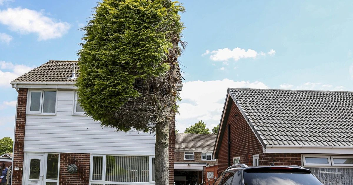 Family left 'gutted' after neighbours chop tree in half in dispute over noisy birds