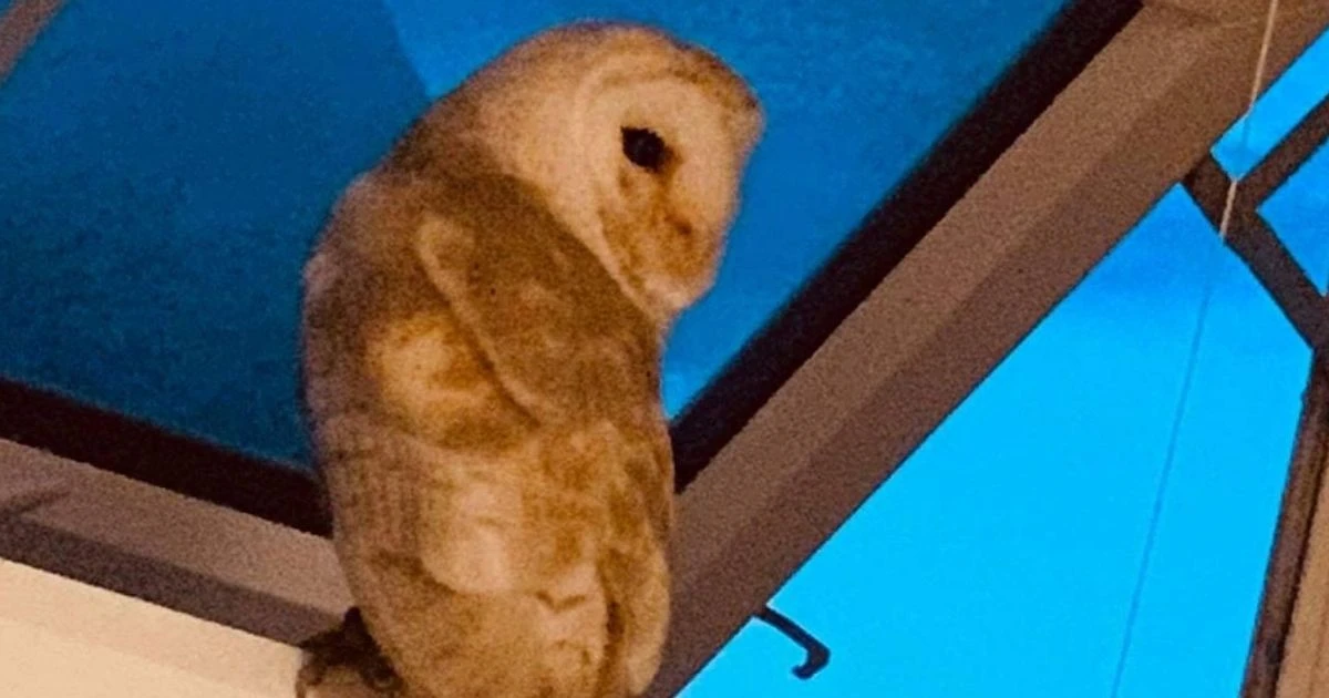 Boy, 3, finds big 'scary' owl perched next to his sleeping mum after waking at 4am