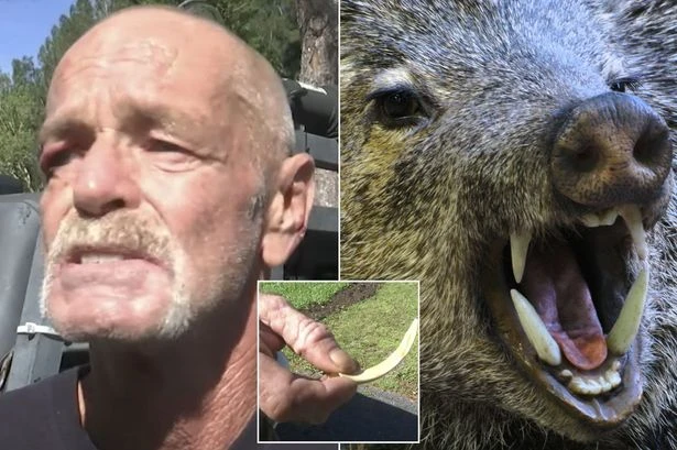 Wild hog with 'major attitude problem' tore man 'to pieces' leaving him bleeding to death
