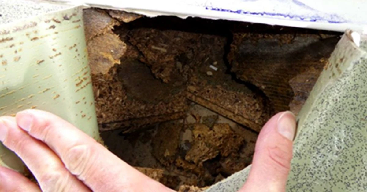Family win £2,500 after being left to live in mould and mice infested home