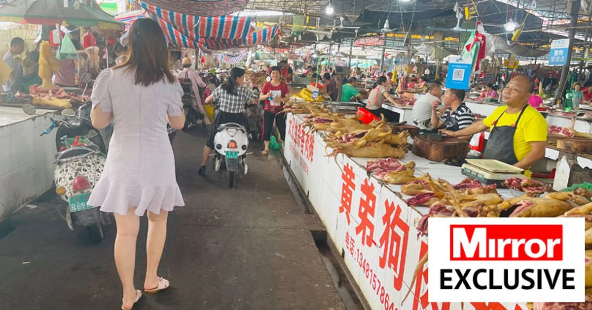 Outcry as more than 5,000 dogs to be killed and eaten at 10-day Chinese festival