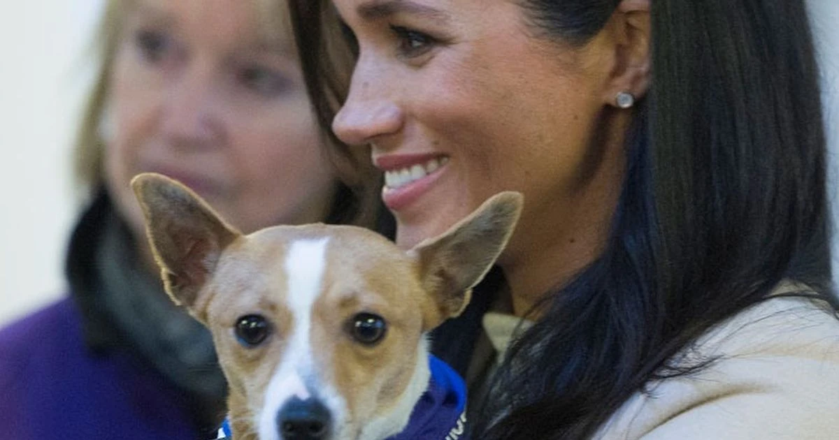 Dog-lover Meghan Markle in touching message to animal owners all around the world