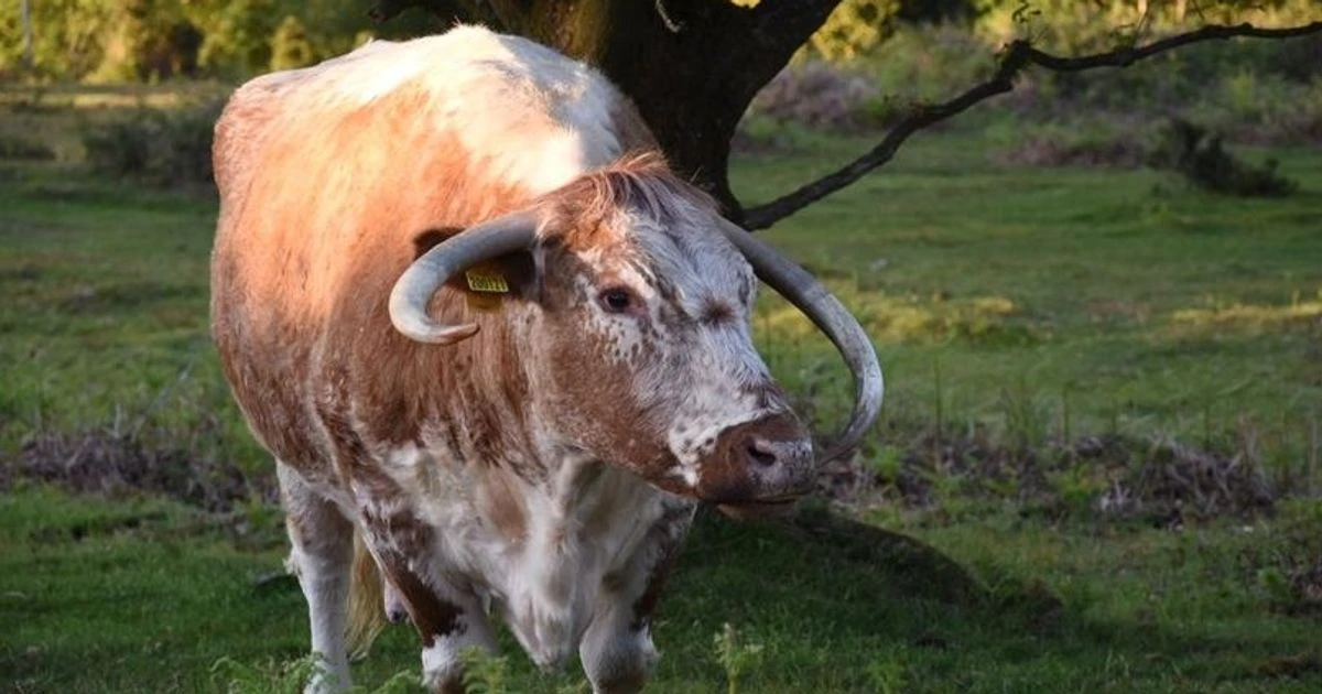 Cow headbutts woman and knocks her off her feet as she takes photos in park