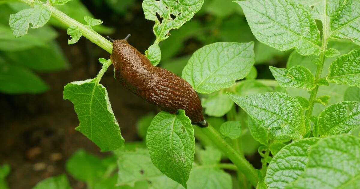 Natural decoy you can put in your garden to keep slugs away for goodGardening