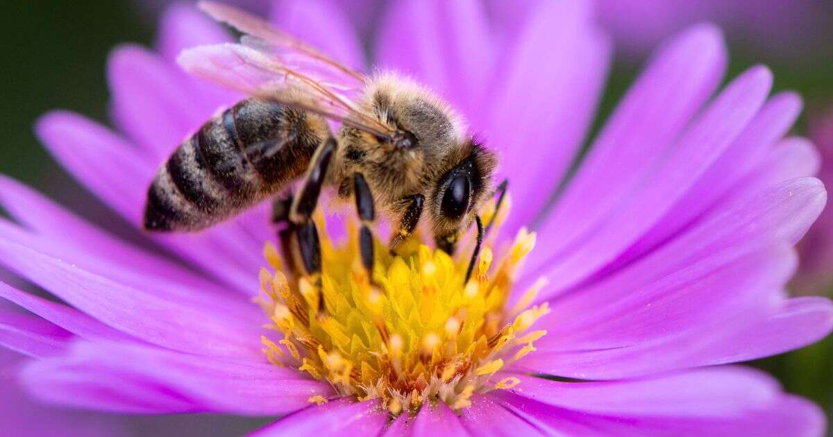 Expert shares disgusting reason bees die when they sting you as people left in shock