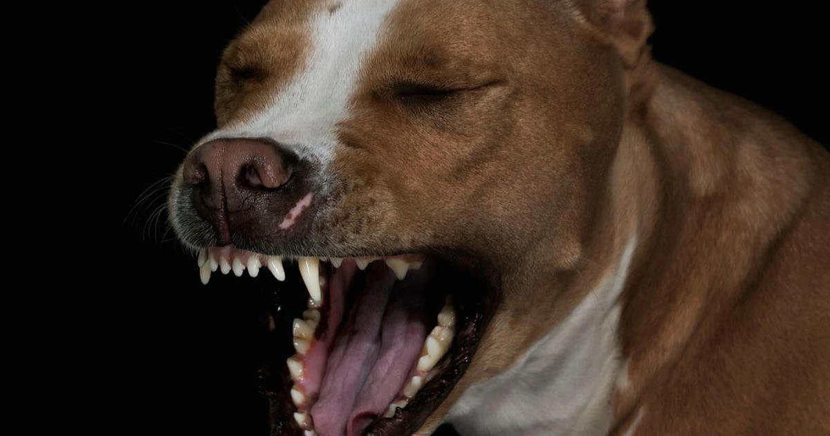 Mexican gang tortures 'rapist' by making pit bull terrier eat his genitals