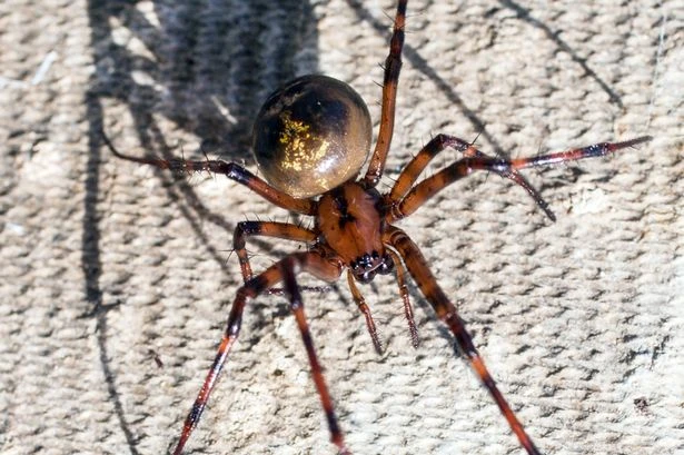Venomous spiders set to invade homes through our pipes as they avoid weather changes