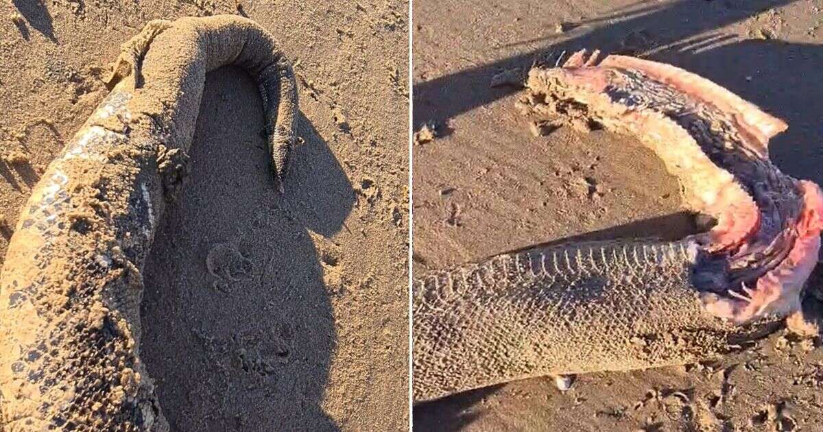 Headless predatory beast found washed up on UK beach sparking mystery