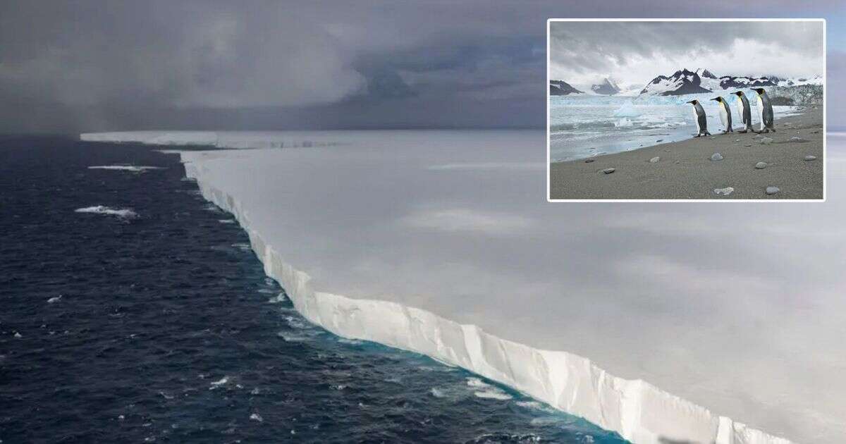 World's largest iceberg on collision course with British island