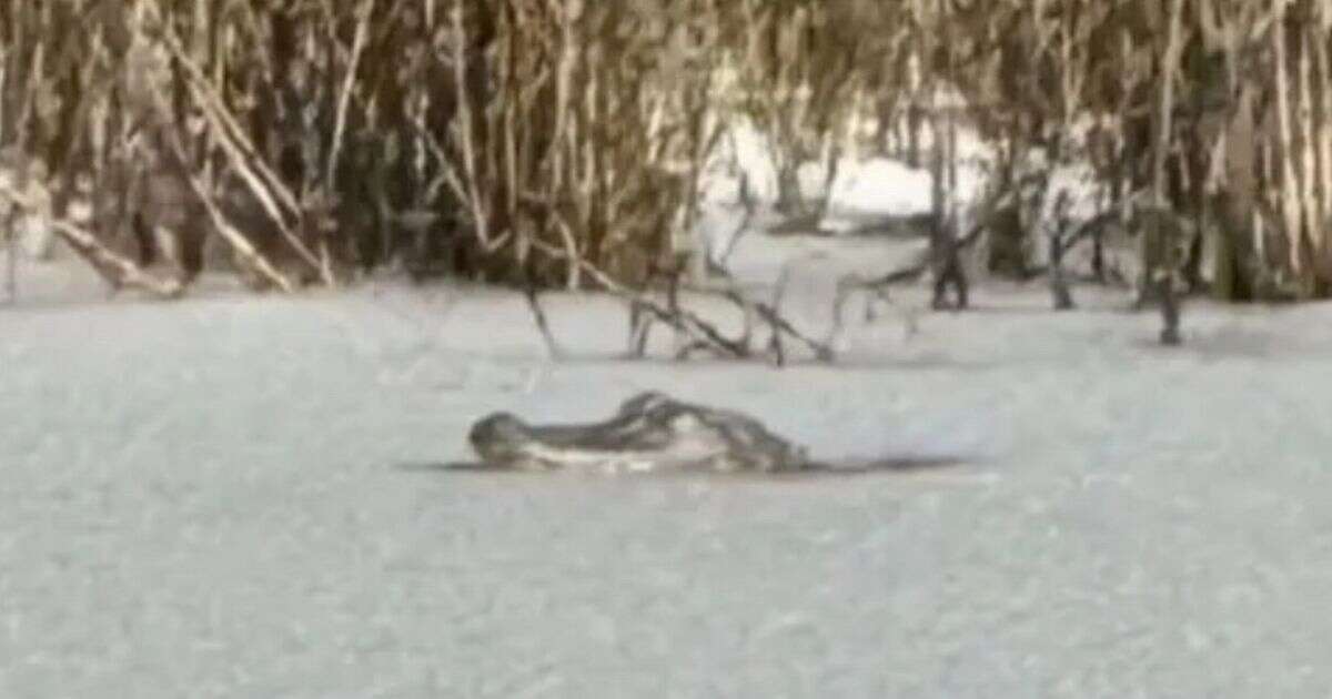 Shocking moment alligator is frozen in ice as plummeting temperatures turn lake solid