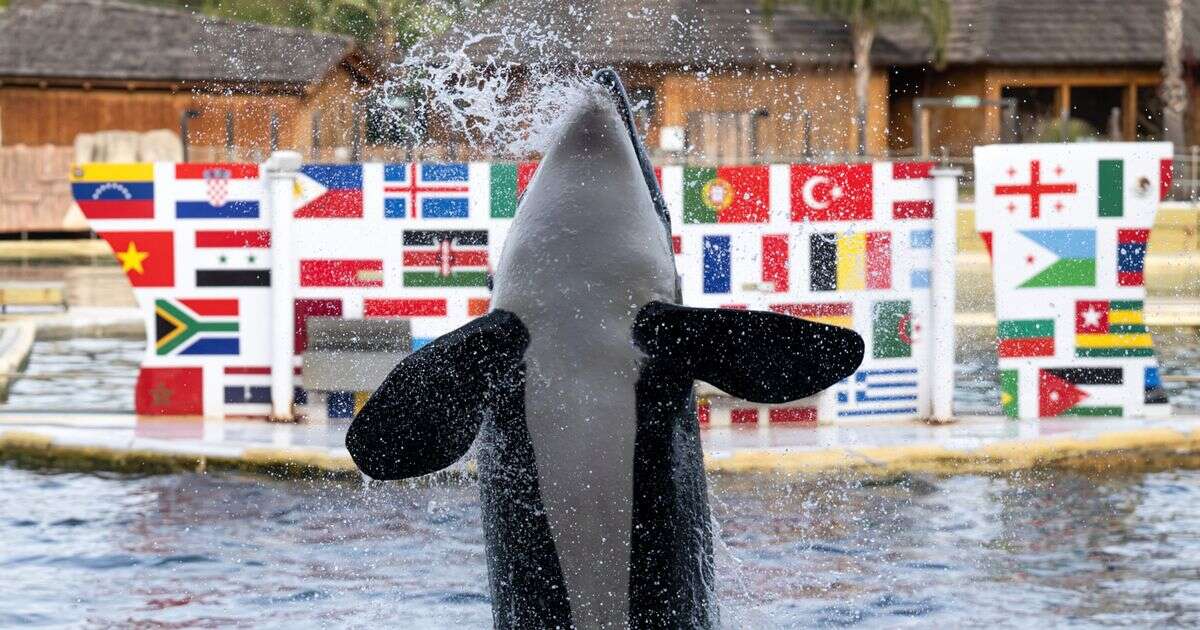 France's last two performing orcas in captivity face uncertain future as Marineland shuts