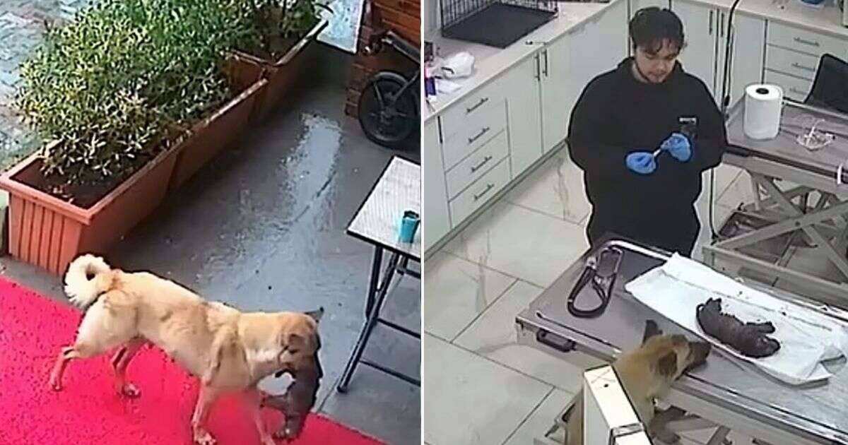 Touching moment dog rushes to vet clinic cradling injured puppy in its mouth