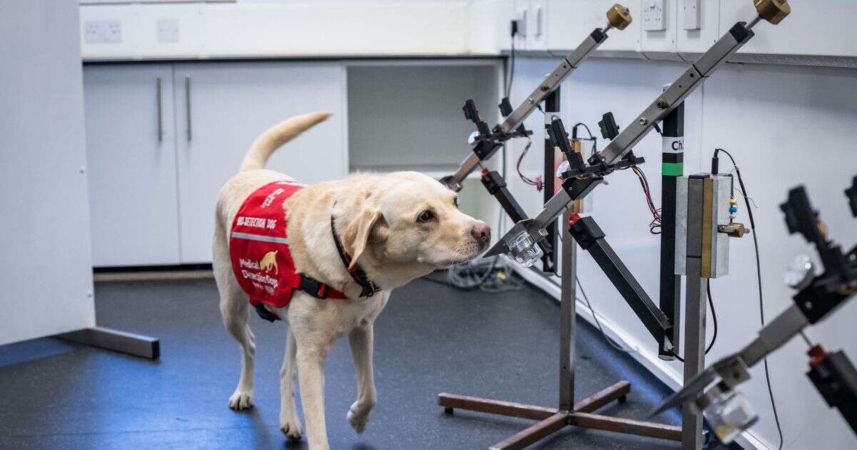 Clever dogs trained to sniff out bowel cancer 'faster than humans can detect it'