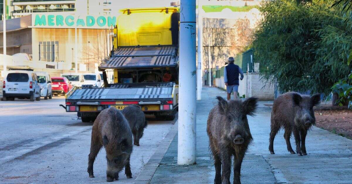 Spain holiday warning as 'thousands' of aggressive WILD BOAR besiege Brit tourist hotspot