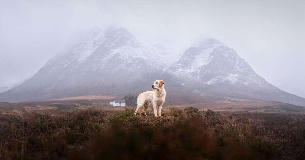 Stunning photos of 'dogs of the world' taken on six different continents